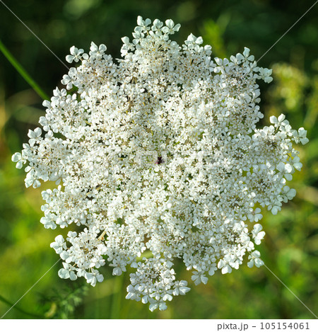 blooming wild flower 105154061