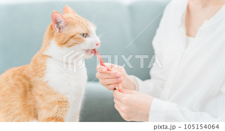 家・猫カフェで猫におやつをあげる日本人女性(餌) 家・猫カフェで猫におやつをあげる日本人女性(餌) 105154064