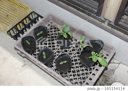 家庭菜園の秋キュウリ軒下育苗 家庭菜園の秋キュウリ軒下育苗 105154114