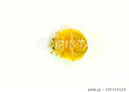 小さくて可愛い キイロテントウ 小さくて可愛い キイロテントウ 105154129