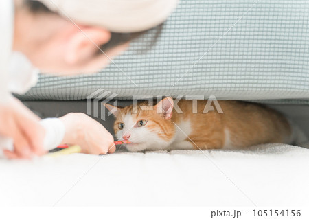 ソファの下に隠れる猫とおやつでおびき出す飼い主のアジア人女性 ソファの下に隠れる猫とおやつでおびき出す飼い主のアジア人女性 105154156