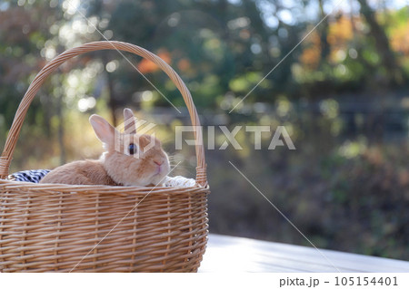 かごの中のうさぎ 105154401