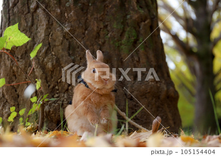 イチョウの絨毯とうさぎ 105154404