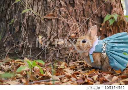 木の下のうさぎ 105154562