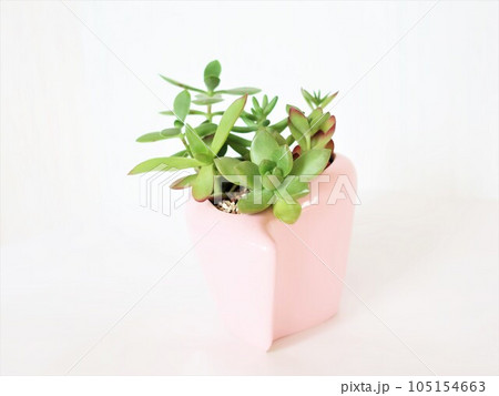 多肉植物 寄せ植え 多肉植物 寄せ植え 105154663