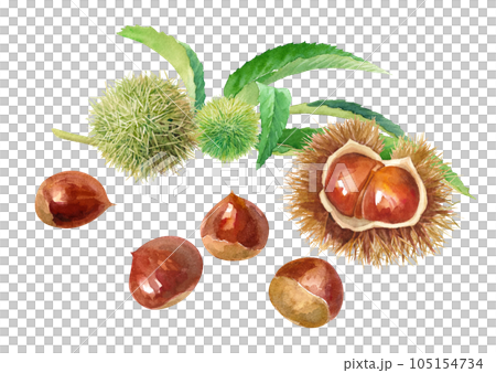若い栗の枝と、実った栗の水彩イラスト。秋の味覚。（ベクター。レイアウト変更可能） 105154734