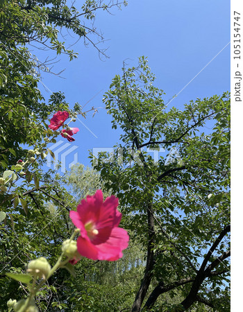 ピンクの花の向こうに青空 105154747