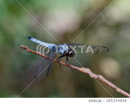 枝に止まるトンボ　トンボ科オオシオカラトンボ♂ 105154830
