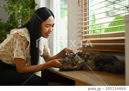 Carefree young woman playing her fluffy gray cat in cozy living room. Love, friendship and pets concept 105154869