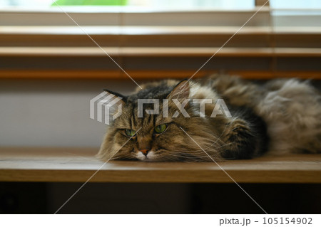 Image of of a fluffy cat lying on wooden table near window. Domestic cat 105154902