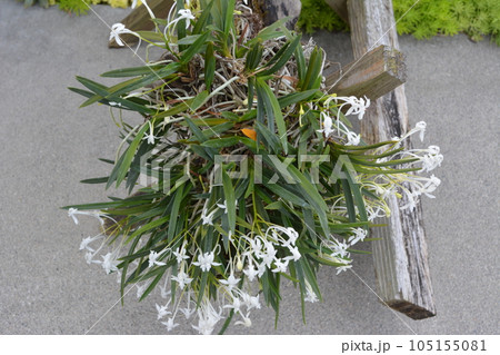 香り漂う白いフウランの花 香り漂う白いフウランの花 105155081