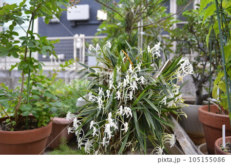 香り漂う白いフウランの花 香り漂う白いフウランの花 105155086