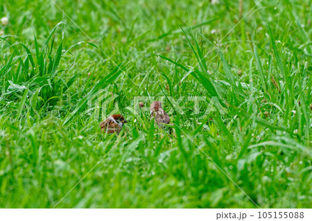 野鳥観察 スズメ幼鳥 野鳥観察 スズメ幼鳥 105155088