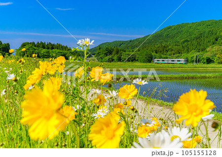 妙高はねうまラインと花 妙高はねうまラインと花 105155128
