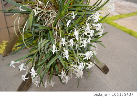 香り漂う白いフウランの花 香り漂う白いフウランの花 105155437