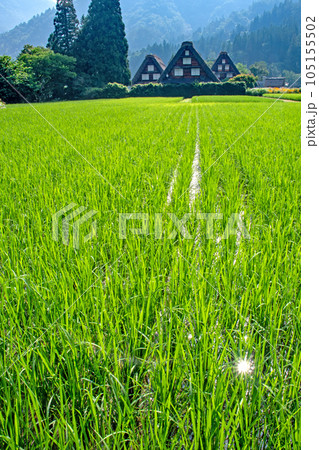 田植えから苗が大きくなりつつある初夏の白川郷　三連合掌 105155502
