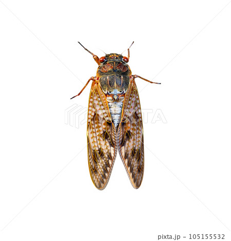 セミ_蝉_白背景 セミ_蝉_白背景 105155532