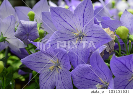 紫色の綺麗な花 キキョウ（桔梗）アリノヒフキ 105155632