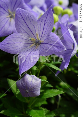 紫色の綺麗な花 キキョウ(桔梗)アリノヒフキ 紫色の綺麗な花 キキョウ(桔梗)アリノヒフキ 105155633