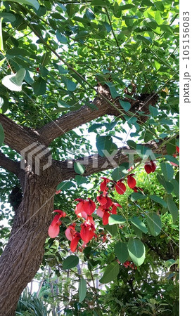 都会のオアシス 105156083