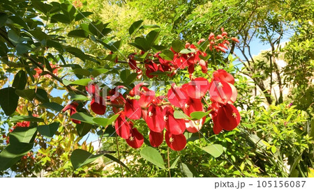 豆科の落葉低木 105156087