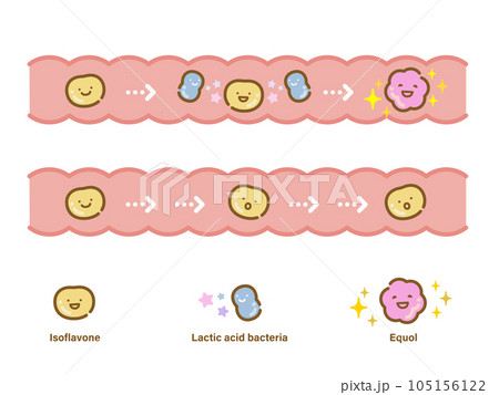 大豆イソフラボンが腸内細菌でエクオールに変換するアイコンセットA 105156122