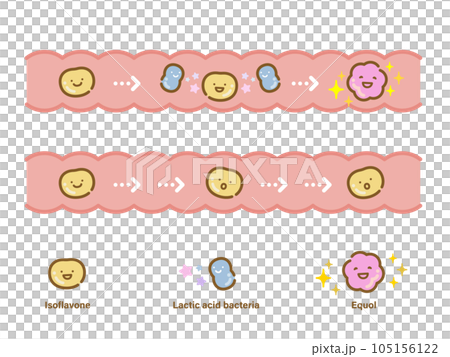 大豆イソフラボンが腸内細菌でエクオールに変換するアイコンセットA 105156122