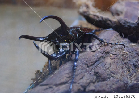 アトラスオオカブトの成虫 105156370