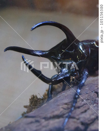 アトラスオオカブトの成虫 アトラスオオカブトの成虫 105156380