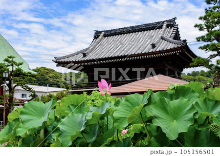 鎌倉 7月 本覚寺3 鎌倉 7月 本覚寺3 105156501