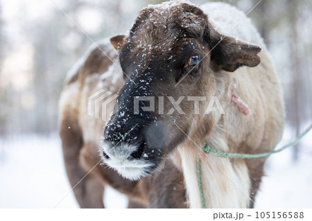 Close-up portrait of a reindeer that has shed its antlers 105156588