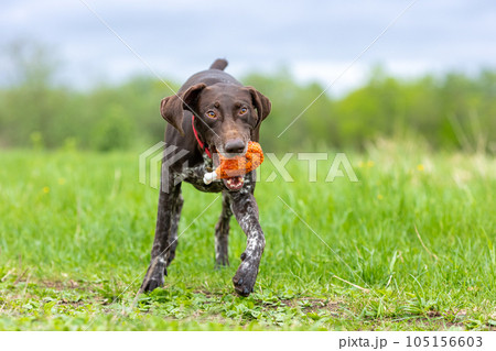 A hunting dog of the German Smooth-haired Hound breed runs along a green meadow with a toy in its teeth. A hunting dog of the German Smooth-haired Hound breed runs along a green meadow with a toy in its teeth. 105156603