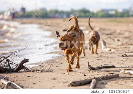 Three cheerful brown bloodhounds run along the sand along the river Three cheerful brown bloodhounds run along the sand along the river 105156614