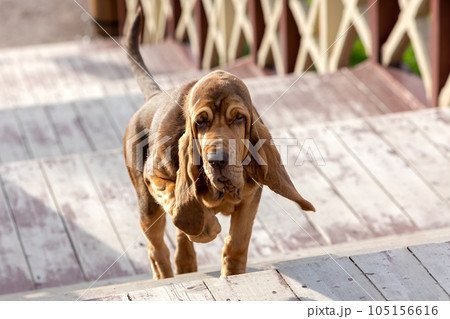 Portrait of a brown bloodhound puppy climbing stairs. Portrait of a brown bloodhound puppy climbing stairs. 105156616
