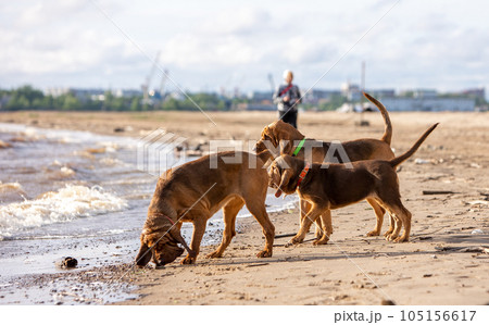 Three brown bloodhounds walk near the river on the sand. Three brown bloodhounds walk near the river on the sand. 105156617