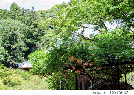 鎌倉 妙本寺7月 4 鎌倉 妙本寺7月 4 105156823