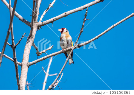 Detailed photo of an european goldfinch between branches 105156865