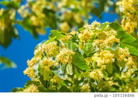 Linden tree flowers clusters tilia cordata, europea, small-leaved lime, littleleaf linden bloom. Linden tree flowers clusters tilia cordata, europea, small-leaved lime, littleleaf linden bloom. 105156866