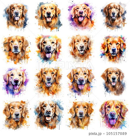 Set of dogs breed Golden Retriever painted in watercolor on a white background in a realistic manner. Ideal for teaching materials, books and designs, postcards, posters. 105157089