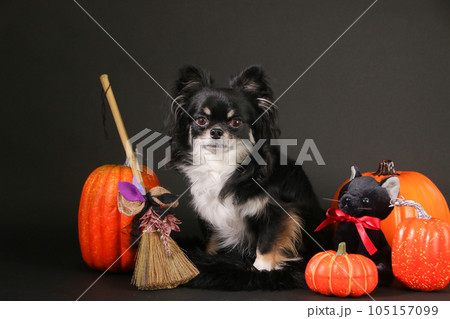 ハロウィンのコスプレをする小型犬のチワワ 105157099