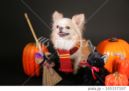 ハロウィンのコスプレをする小型犬のチワワの写真素材 [105157107] - PIXTA