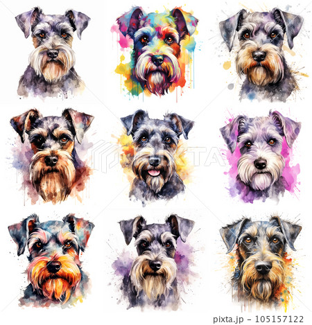 Set of dogs breed Miniature Schnauzer painted in watercolor on a white background in a realistic manner. Ideal for teaching materials, books and designs, postcards, posters. 105157122
