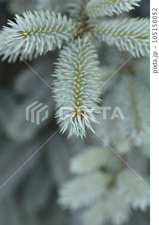 Colorado spruce Baby Blue Colorado spruce Baby Blue 105158052