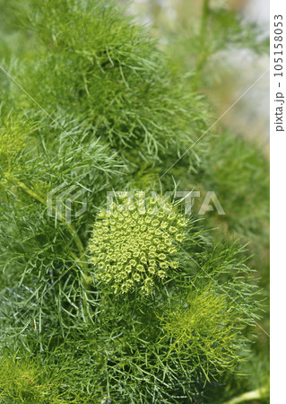 Toothpick bullwort Blutenball Toothpick bullwort Blutenball 105158053