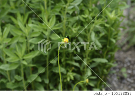 Star tickseed Star tickseed 105158055
