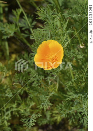 Golden poppy flower Golden poppy flower 105158091