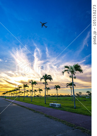 ヤシの木ロード ヤシの木ロード 105158273