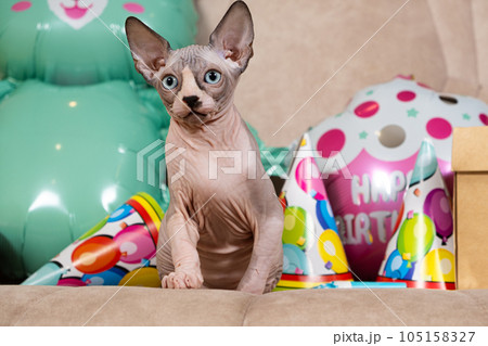 Hairless Sphynx kitten celebrates birthday. A holiday for beloved pet cat 105158327