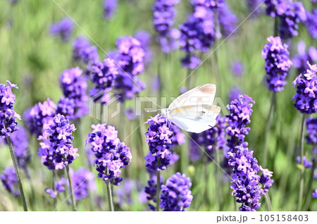 ラベンダーの花に停まって蜜を吸う紋白蝶の写真素材 [105158403] - PIXTA