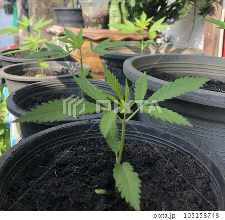 タイで育てられている大麻 105158748
